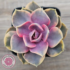 Echeveria West Rainbow