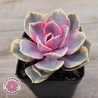 Echeveria West Rainbow