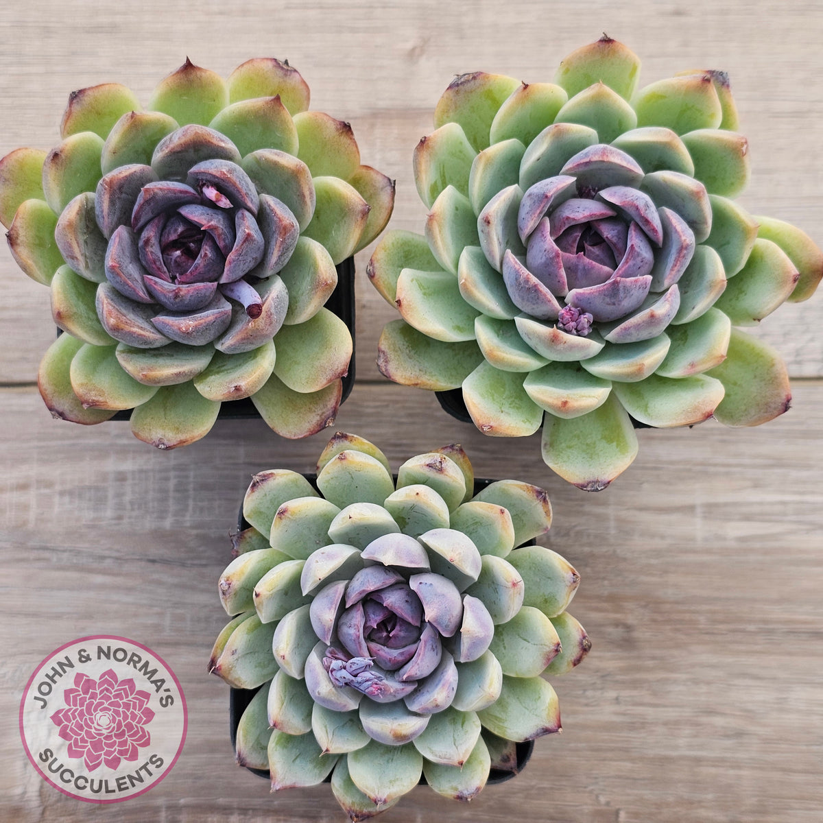 Echeveria White Amethyst