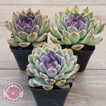 Load image into Gallery viewer, Echeveria White Amethyst (lg)

