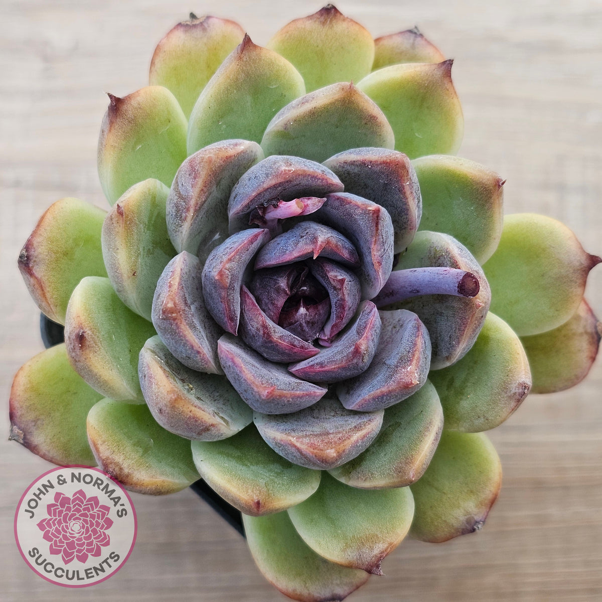 Echeveria White Amethyst