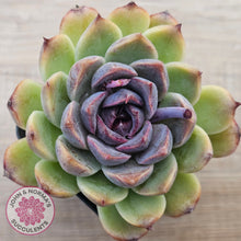 Load image into Gallery viewer, Echeveria White Amethyst (lg)

