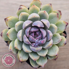 Load image into Gallery viewer, Echeveria White Amethyst (lg)
