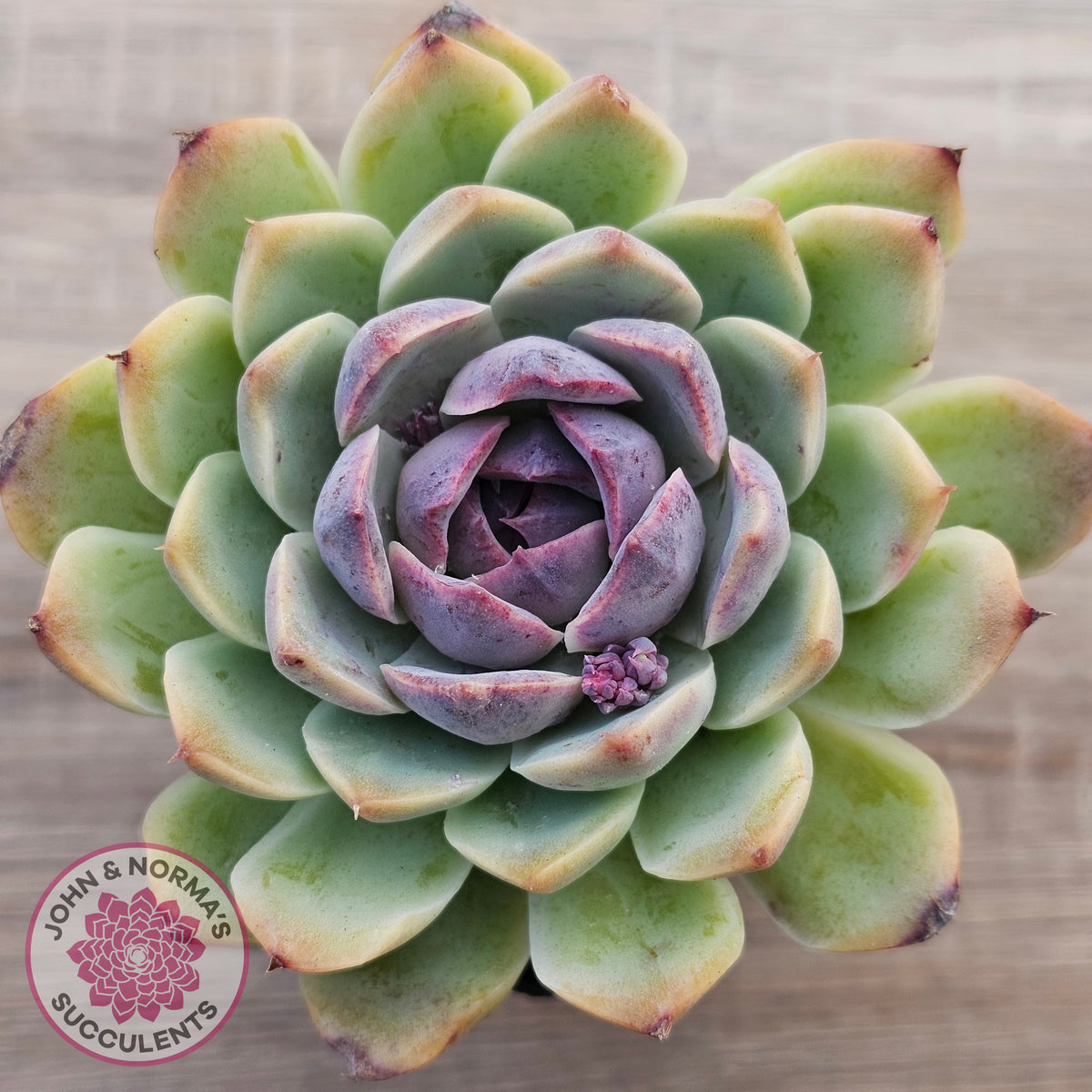 Echeveria White Amethyst