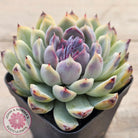 Echeveria White Amethyst