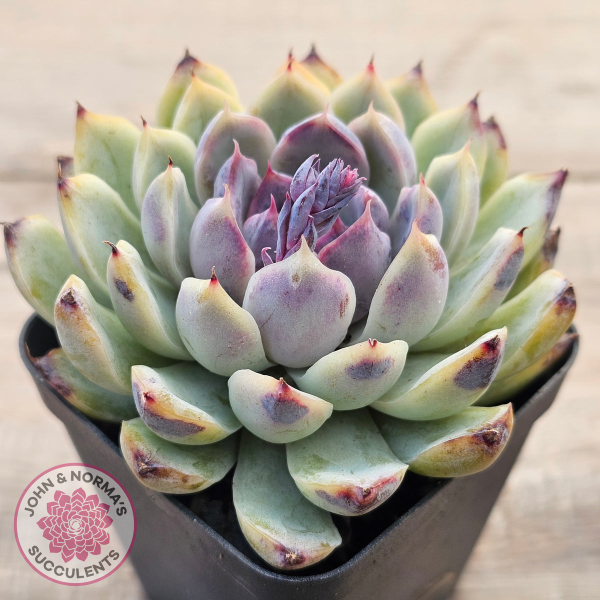 Echeveria White Amethyst