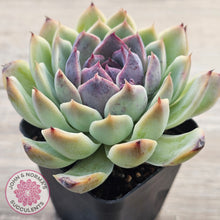 Load image into Gallery viewer, Echeveria White Amethyst (lg)
