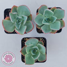 Echeveria 'White Rose'