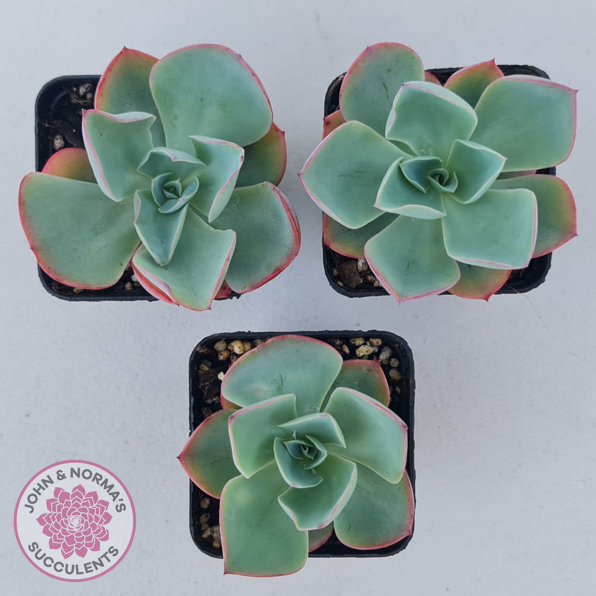 Echeveria 'White Rose'