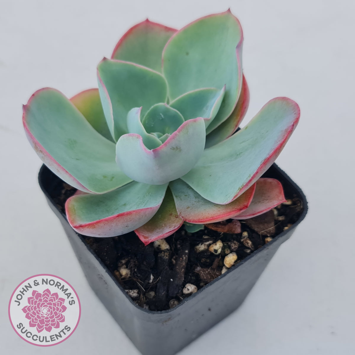 Echeveria 'White Rose'