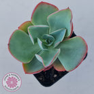 Echeveria 'White Rose'