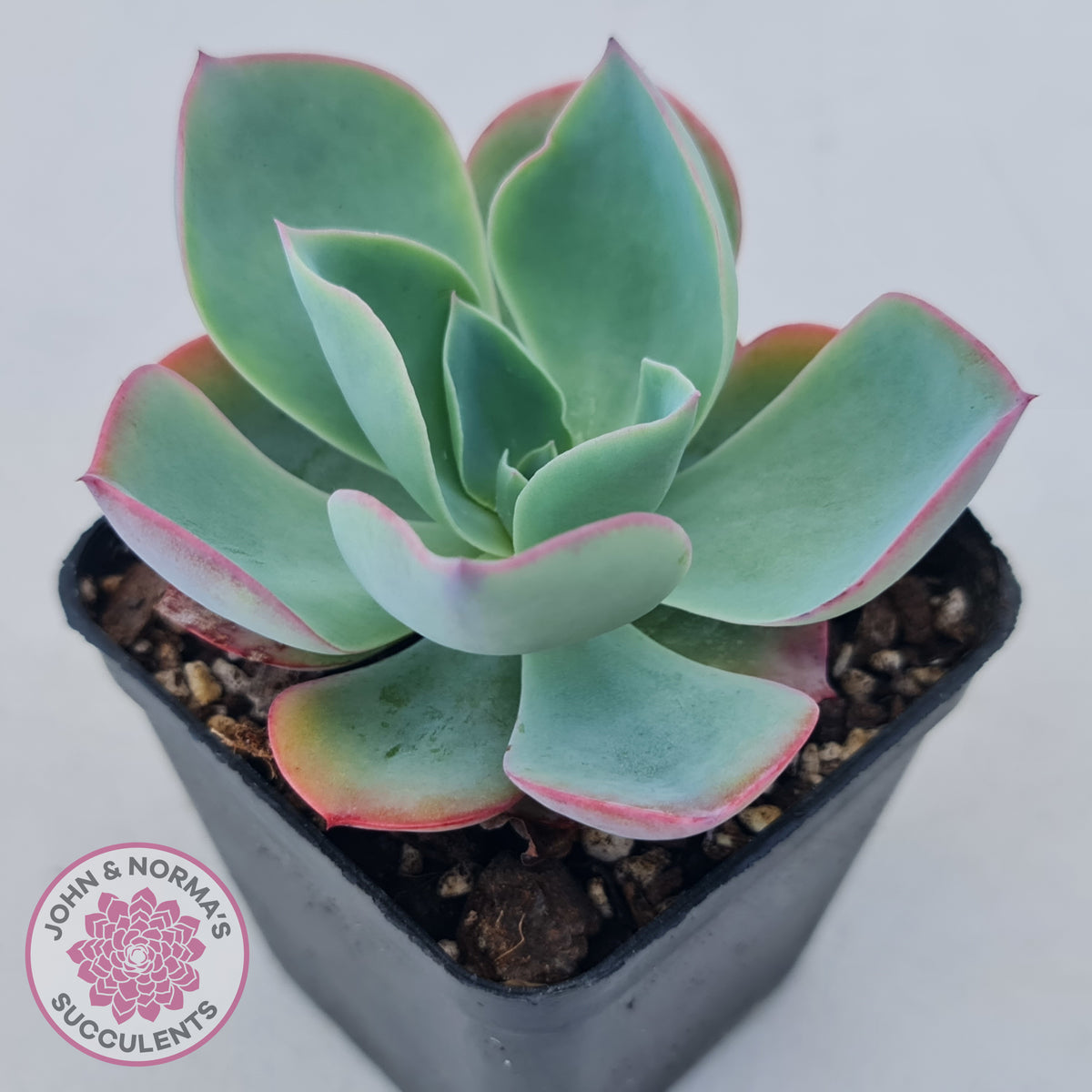 Echeveria 'White Rose'