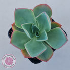 Echeveria 'White Rose'