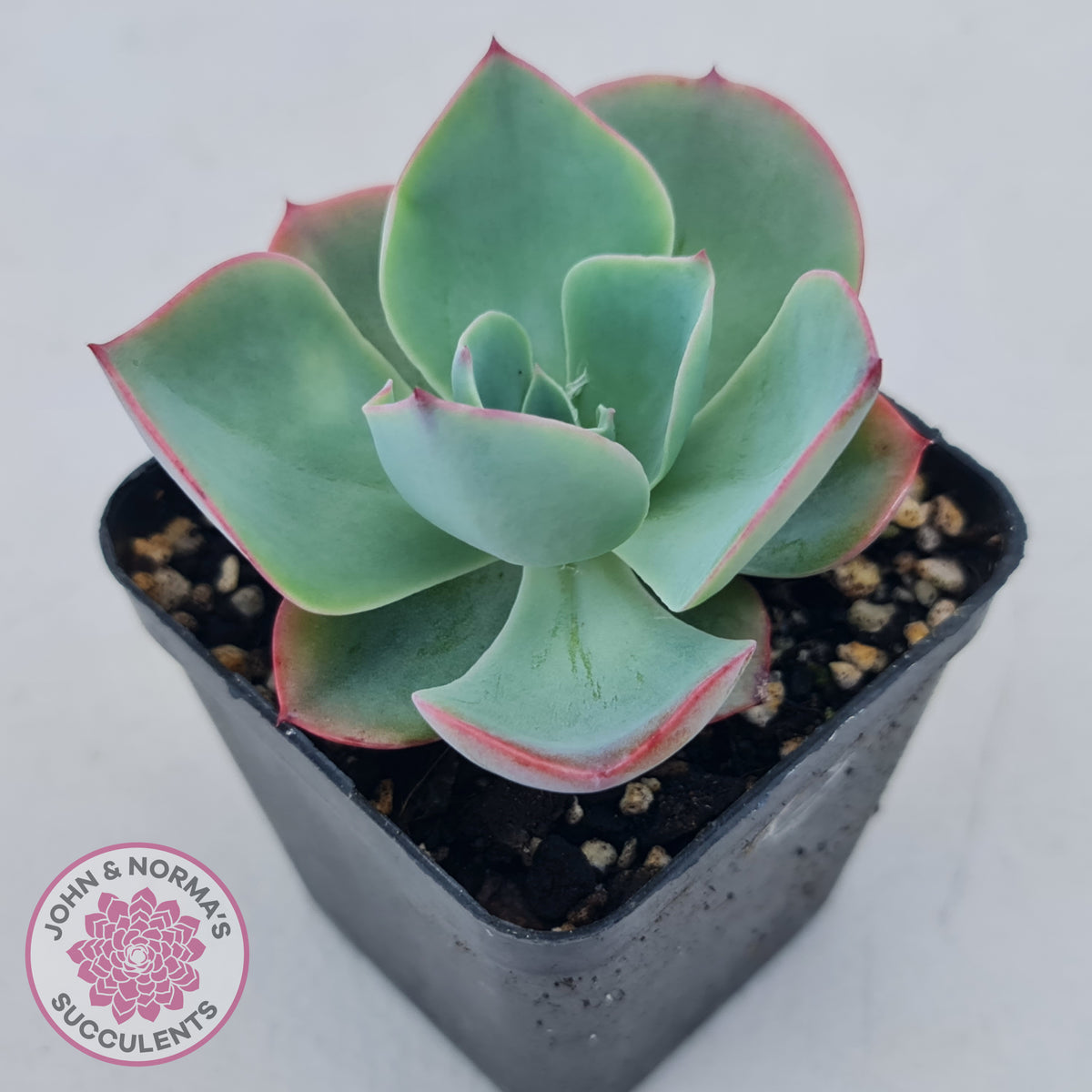 Echeveria 'White Rose'