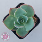 Echeveria 'White Rose'