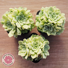 Load image into Gallery viewer, Echeveria 'White Swan' (clumps)
