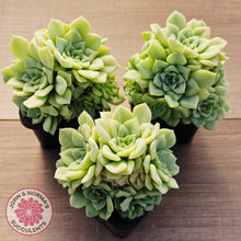 Load image into Gallery viewer, Echeveria 'White Swan' (clumps)
