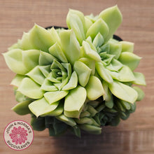 Load image into Gallery viewer, Echeveria 'White Swan' (clumps)
