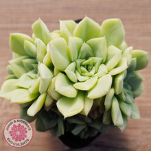 Load image into Gallery viewer, Echeveria 'White Swan' (clumps)
