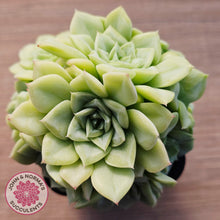 Load image into Gallery viewer, Echeveria 'White Swan' (clumps)
