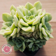 Load image into Gallery viewer, Echeveria 'White Swan' (clumps)
