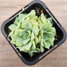 Load image into Gallery viewer, Echeveria 'White Swan' (clumps)
