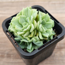 Load image into Gallery viewer, Echeveria 'White Swan' (clumps)
