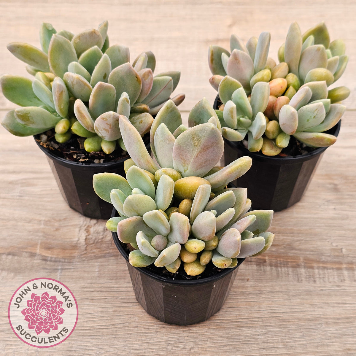 Echeveria X Lady Grey