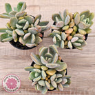 Echeveria X Lady Grey