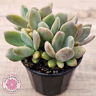 Echeveria X Lady Grey