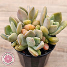 Echeveria X Lady Grey
