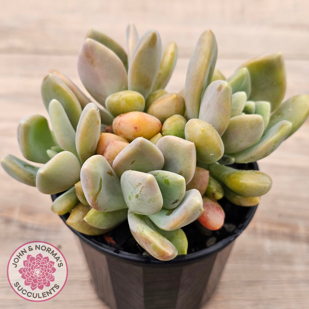 Echeveria X Lady Grey