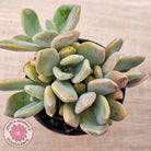 Echeveria X Lady Grey