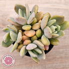 Echeveria X Lady Grey