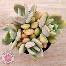 Load image into Gallery viewer, Echeveria X Lady Grey
