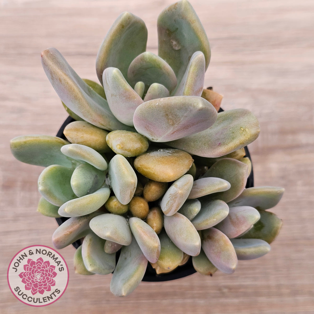 Echeveria X Lady Grey