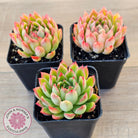 Echeveria 'Yamatoren'
