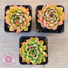 Echeveria 'Yamatoren'