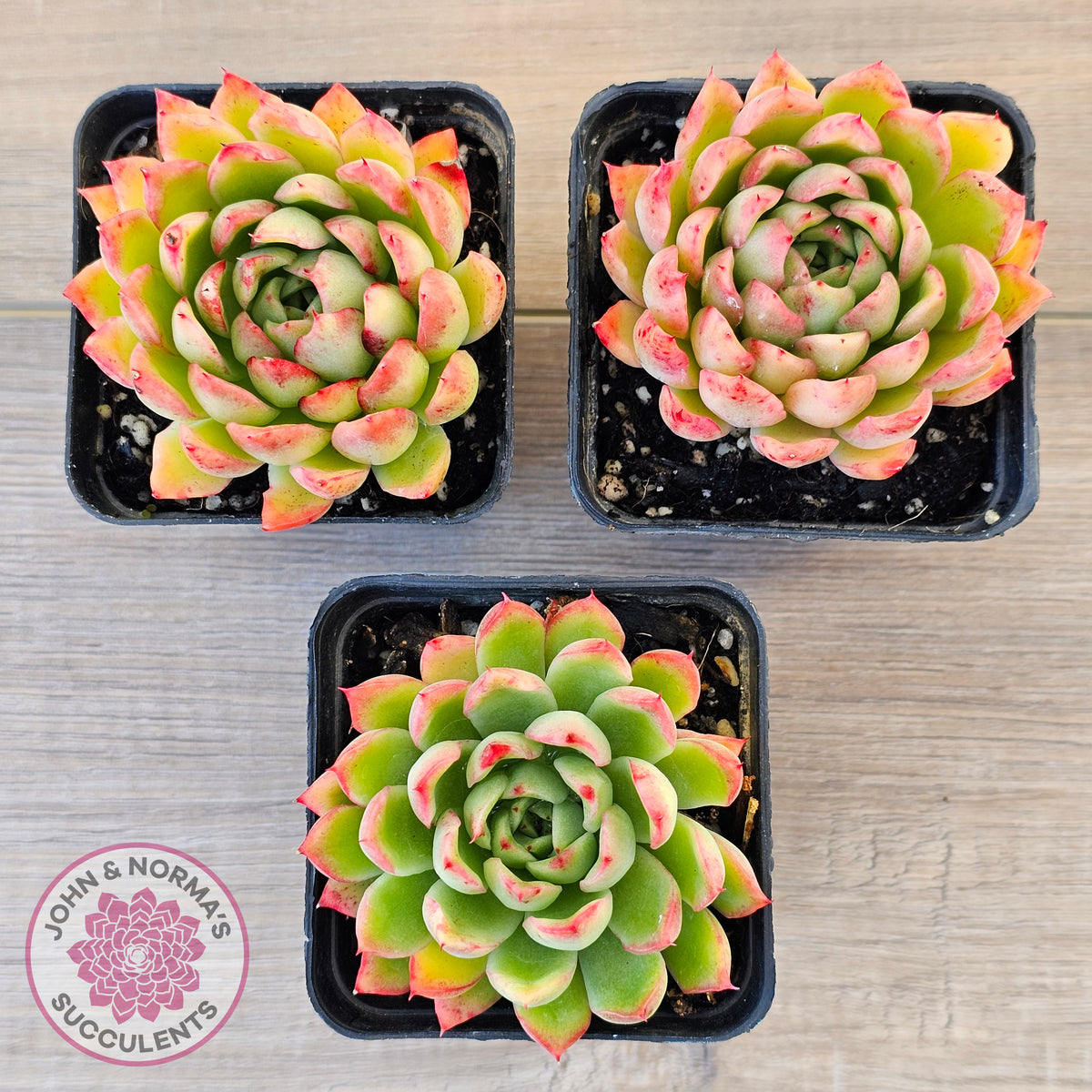 Echeveria 'Yamatoren'