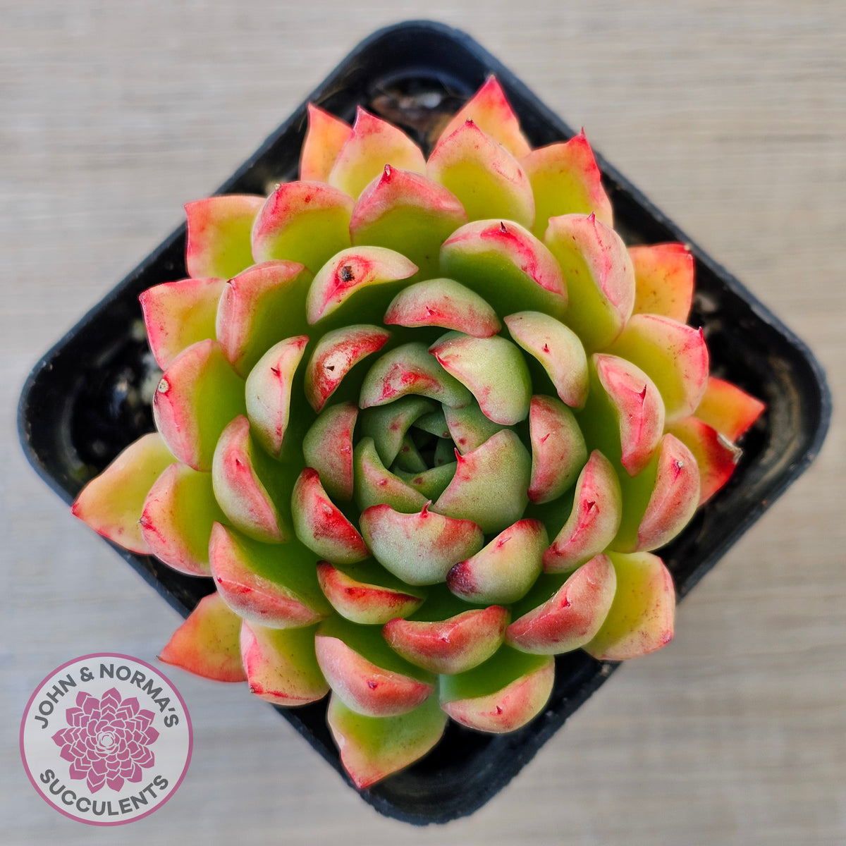 Echeveria 'Yamatoren'