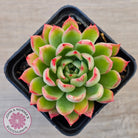 Echeveria 'Yamatoren'