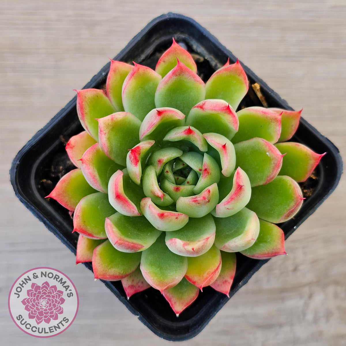 Echeveria 'Yamatoren'