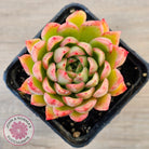 Echeveria 'Yamatoren'
