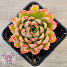 Load image into Gallery viewer, Echeveria &#39;Yamatoren&#39;
