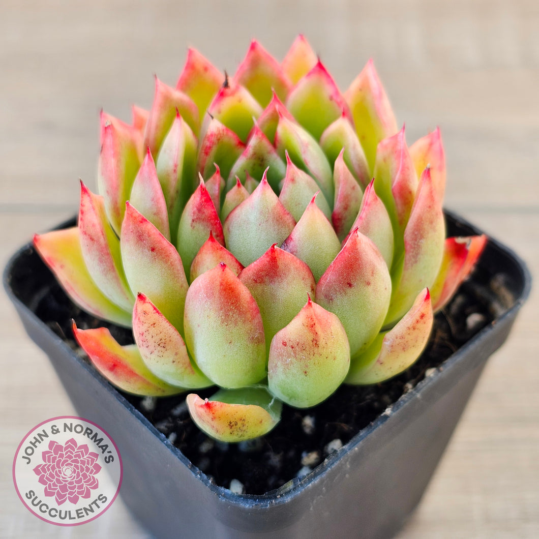 Echeveria 'Yamatoren'