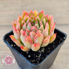 Echeveria 'Yamatoren'