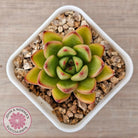 Echeveria agavoides 'Yayoi Jenny'