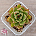 Echeveria agavoides 'Yayoi Jenny'