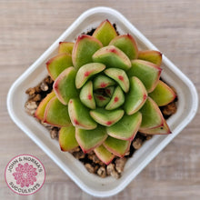 Load image into Gallery viewer, Echeveria agavoides &#39;Yayoi Jenny&#39; - John &amp; Norma&#39;s Succulents Australia
