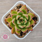 Echeveria agavoides 'Yayoi Jenny'